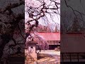 とあるお寺のしだれ桜🌸　 福島県 桜 お花見 しだれ桜