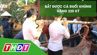 Người dân Hồng Ngự bắt được cá đuối khủng 220 ký | THDT