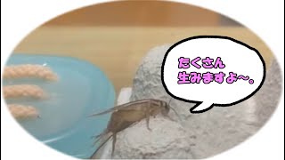 【ヨーロッパイエコオロギ】たまたまうまく行ったので繁殖方法のご紹介。cricket breeding