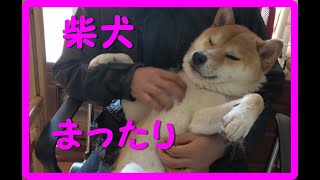 【柴犬】ヘソ天してまったりとする柴犬がこちら！