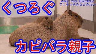 Relaxing capybara parent and child / くつろぐカピバラ親子(アニタッチみなとみらい)