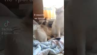 Когда замучила скукота😈