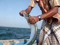 deep sea fishing in rameshwaram sea