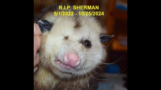 Ambassador Opossum Sherman R I P  SD 480p