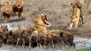 Terrible... The lion failed miserably against the overcrowded and bloodthirsty hyenas