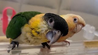 【お迎え】初めて家に来た、ふたりのインコが可愛い