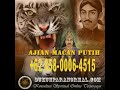 Pengisian Ilmu Ajian Macan Putih Sunan Kalijaga