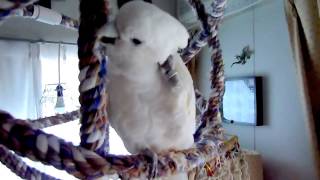 ソロモンオウムたろちゃん　こんぱまる行きたいの？  Talking Cockatoo