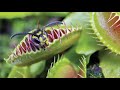 මාංශ භක්ෂක ශාක carnivorous plant මාංශභක්ෂකශාක carnivorousplant