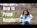 How to Prune Raspberries