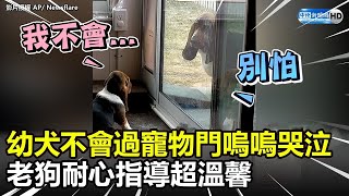 幼犬不會過寵物門嗚嗚哭泣　老狗耐心指導超溫馨  @ChinaTimes