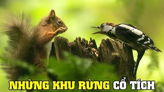 Bí Ẩn Của Khu Rừng | Khám Phá Thế Giới Động Vật Hoang Dã