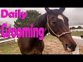 Horse Grooming Every Day! Stiff Brush and Fly Spray - So Satisfying!