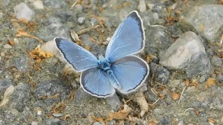 glaucopsyche alexis - butterflies of Greece