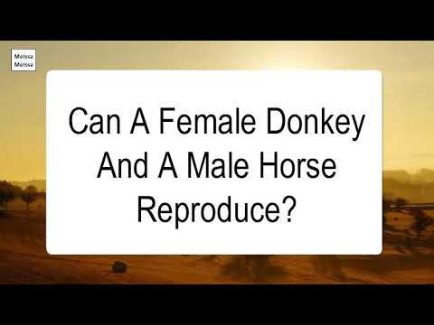 Can a female donkey and male horse reproduce?