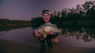 IFISH Murray Cod, Trout Cod & Yellow Belly land based