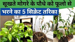 सूखते मोगरे के पौधे पर तुरंत करें ये काम,7 दिनों मे फूलो से भर जायेगा पौधा | 5 नर्सरी का सिक्रेट