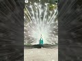 amazing😍white peacock 💫 viral video subscribe 🙏 shorts viral whitepeacock trend