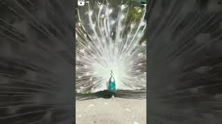 Amazing😍White peacock 💫 Viral video SUBSCRIBE 🙏 #shorts#viral#whitepeacock#trend