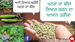 ਮਟਰ ਦਾ ਬੀਜ ਤਿਆਰ ਕਰਨ ਦਾ ਤਰੀਕਾ ਦੇਖੋ ਪੂਰੀ ਵੀਡੀਉ #farming #agriculture #kisan #punjab #pea