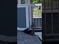 reuniting a momma raccoon with her babies never gets old ❤️ raccoon wildlife animal