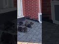 reuniting a momma raccoon with her babies never gets old ❤️ raccoon wildlife animal