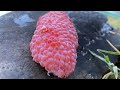 asmr crushed snail eggs apple snail eggs asmr 🐌02