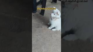 தெரு நாய் Vs வீட்டு நாய் 🐶🐕#malarinpayanam #viral #trending #short #funny #comedy #remixing