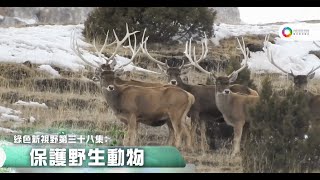 《綠色新視野》第38集—保護野生動物