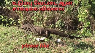 #உடும்பு வேட்டை-#Iguana hunting