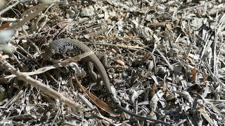 Wild Great Basin Whiptail Petting in Palm Desert, California