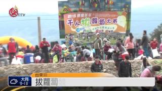 嘿喲!嘿喲! 3千人關山拔蘿蔔 2015-01-31 TITV  原視新聞