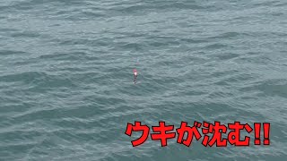 #269【のませ釣り】勢いよく入るウキの沈む瞬間