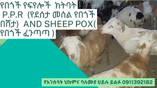 የበጎች የፍየሎች  ክትባት P.P.R  (የደሰታ መሰል የበጎች በሸታ)  and sheep pox( የበጎች ፈንጣጣ )