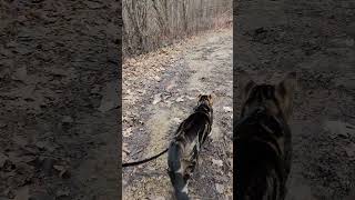 Walk 12.24.24 | A Walk With Kimahri XVIII | Cox Arboretum #cat #nature #hiking