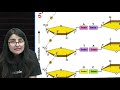 biomolecules lipids l5 neet 2022 23 seep pahuja