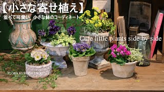 小さな寄せ植え／【冬のガーデニング】並べて可愛い 小さな鉢のコーディネート-フローラ黒田園芸-4K ULTRA HD