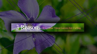 3 Reasons That Cause Your Vinca Leaves Curling