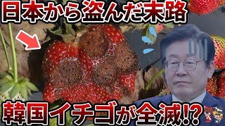 【因果応報】韓国イチゴが全滅！日本からパクった品種に待ち受けていた運命…【ゆっくり解説】