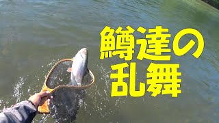 本流竿一本　鱒達の乱舞