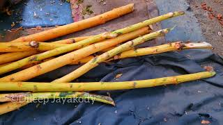 How To Make Ceylon Cinnamon Sticks | Harvesting Cinnamon | Ceylon Cinnamon Cultivation
