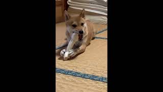 【柴犬】巨大ガムに果敢に挑むモモちゃん#柴犬 #日常 #犬 #かわいい #asmr #ガム