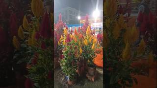 Celosia Flower Exhibition #celosia #flower #exhibition #viralreels #shorts #status