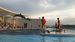 【イルカプレイングタイム】 (2020年9月21日)四国水族館イルカショー