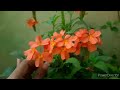 crossandra plant care tips aboli firecracker plant