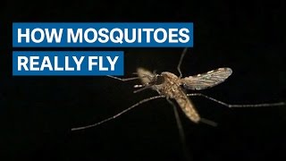 How mosquitoes overcome their lousy wings to fly