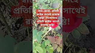 মনে রেখো, প্রতিটি কষ্টের সাথেই রয়েছে স্বস্তি! নিঃসন্দেহে প্রতিটি কষ্টের সাথেই রয়েছে স্বস্তি!