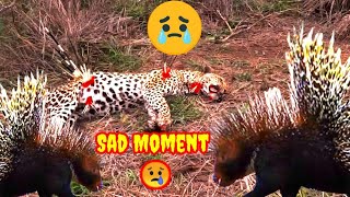 Tiger Attacks Tiger | Sad Moment😢 | Wildlife videography 4K HD Graphic