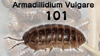 How to care for Armadillidium vulgare