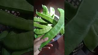 মৌ শিম, আপনারা কে কে খেয়েছেন #viralvideo #food #2025